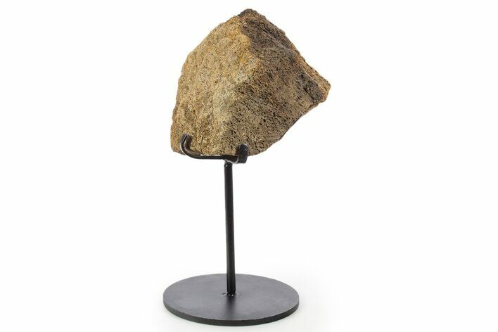 Fossil Triceratops Vertebra Section w/ Metal Stand - South Dakota #339980